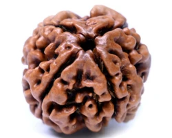 4 Mukhi